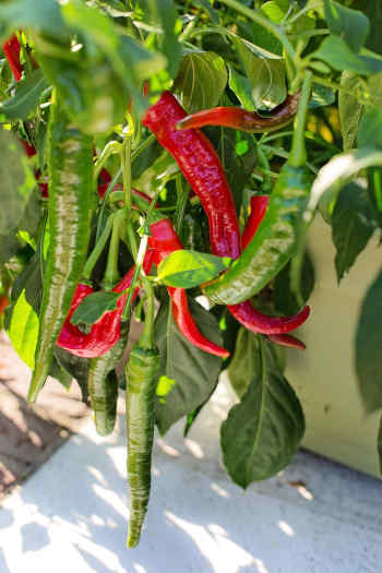 v květináči pěstované chilli papričky