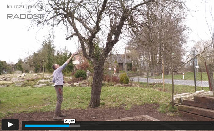 Zahradník ukazuje vzrostlou korunu ovocného stromu nachystanou k prořezu a střihu