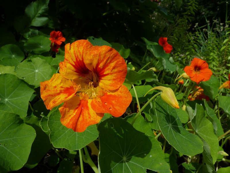 oranžový květ lichořeřišnice - úvodní fotka článku Pěstování lichořeřišnice jako léčivky i ozdoby letní zahrady