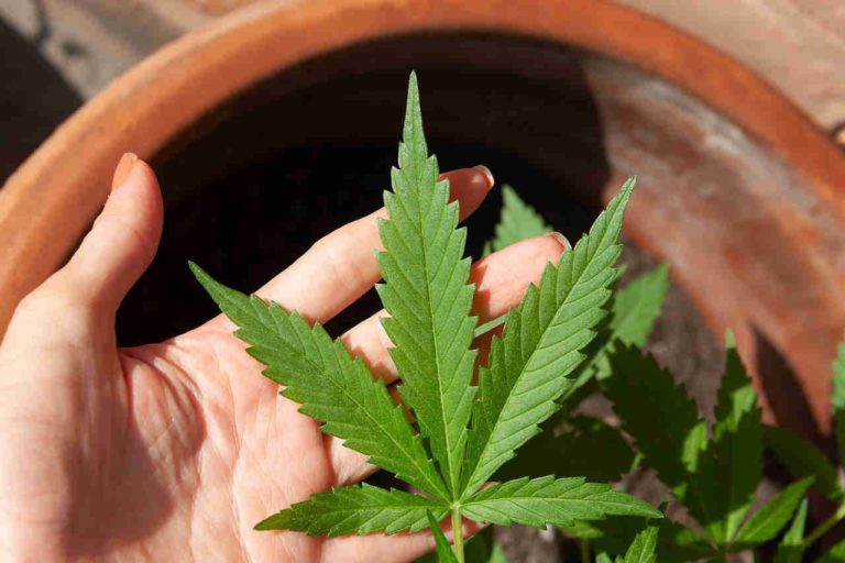 list konopí (marihuany) na lidské dlani - úvodní fotka článku - vše, co potřebujete vědět o pěstování konopí